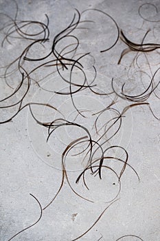 Hair Clippings strand on the floor at the hairdresser salon for use as texture or background