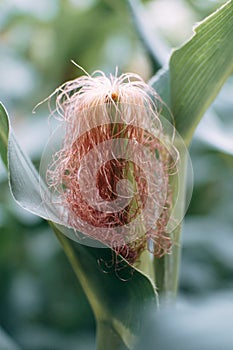 Hair Corn for Fertilize to Get Corn