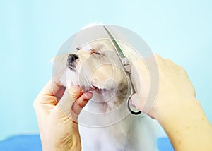 Hair cutting the cheek of a Maltese lapdog close-up