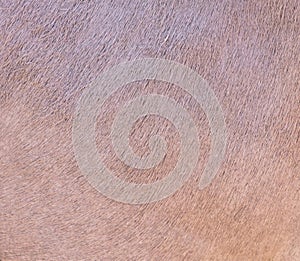 Hair on a deer skin as an abstract background. Texture