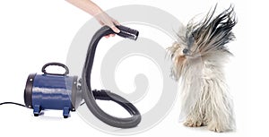 Hair dryer for dog