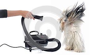 Hair dryer for dog