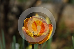 `Hair on Fire` Raw unretouched red yellow and orange tulip bulb blossom