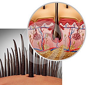 Hair Follicle Anatomy