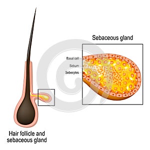 Hair follicle. Cross section of sebaceous gland