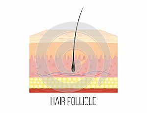 Hair follicle. Human skin layers with hair follicle inside