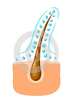 Hair follicle hydration illustration.