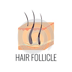 Hair follicle illustration. Skin structure