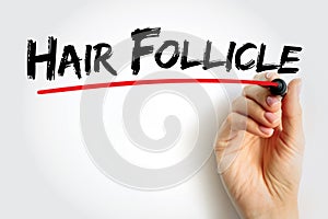 Hair Follicle is an organ found in mammalian skin, text concept background