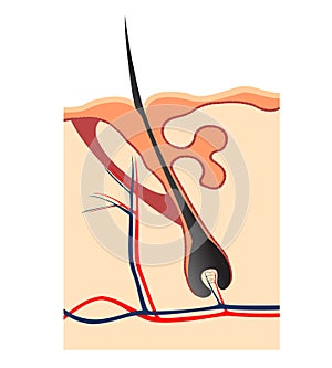 Hair follicle section vectored photo