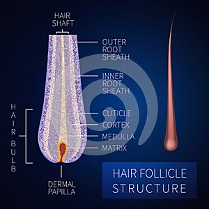 Hair follicle structure