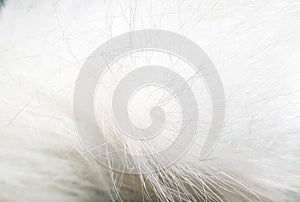 Hair of fur. White fur background. Texture with hair.