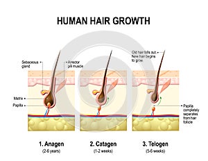 Hair growth. anagen, catagen and telogen