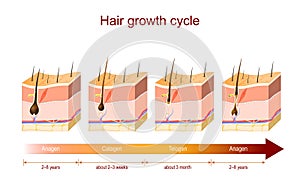 Hair growth cycle