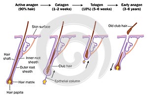 Hair growth cycle