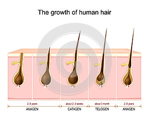 Hair growth cycle from anagen and catagen to telogen phase