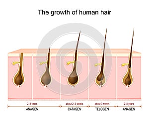 Hair growth cycle from anagen and catagen to telogen phase photo