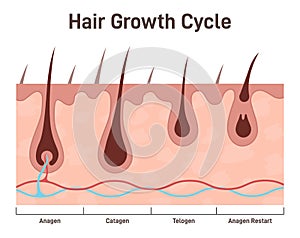 Hair growth cycle. Hair developing stages, anagen, telogen, catagen.