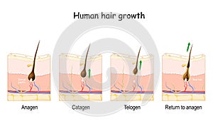 Hair growth cycle. Human skin. Follicle anatomy