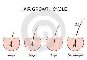 Hair growth cycle photo