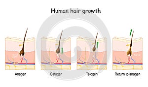 Hair growth cycle. Human skin. Follicle anatomy photo