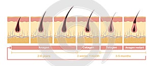 Hair growth cycle illustration. Anatomical diagram of development hair follicles from anagen telagen. photo