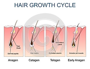 Hair growth cycle labelled illustration