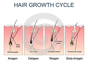 Hair growth cycle labelled illustration photo