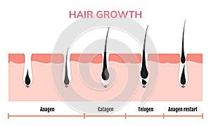 Hair growth cycle skin. Follicle anatomy anagen phase, hair growth diagram illustration photo