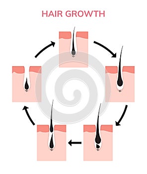 Hair growth cycle skin. Follicle anatomy anagen phase, hair growth diagram illustration