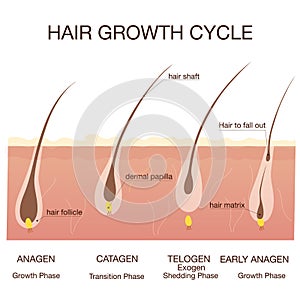 Hair growth phase step by step.Stages of the hair growth cycle photo
