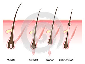 Hair growth phase,  vector illustration photo