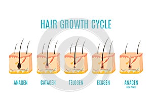 Hair growth phases in a cross section of skin layers photo