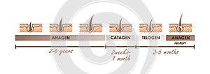 Hair growth phases. Normal hair cycle. Vector illustration