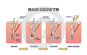 Hair growth process stages with anatomical phases structure outline diagram