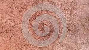 Hair on the human body. Curly hair on a man`s chest. Close-up. Hair texture. Top view