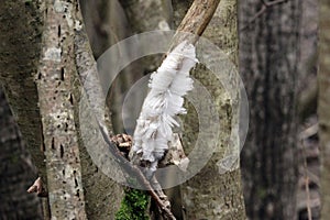 Hair Ice (Exidiopsis effusa) on dead tree branch