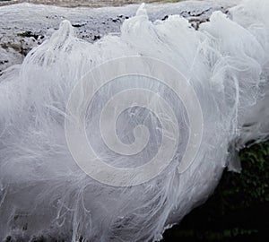 Hair ice phenomenon.