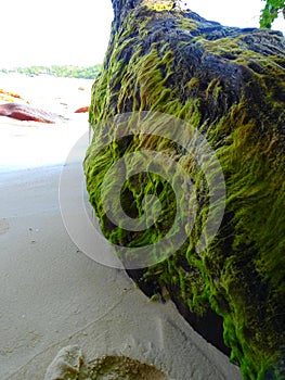 Green algae on a dead tree on a beach
