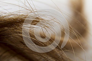 Hair lock abstract background