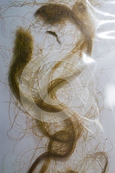 Hair locks of a woolly mammoth in a plastic bag, extinct animal remains from the epoch era