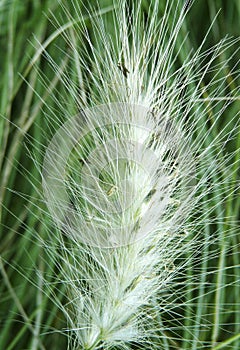 The hair on a macro detail of the spike flower