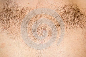 Hair on the male chest. Close-up.
