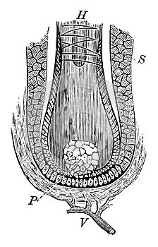 Hair Papilla, vintage illustration