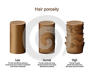 Hair porosity. vector