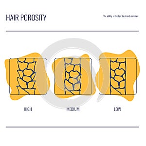 Hair porosity types chart of low, normal, high porous strand