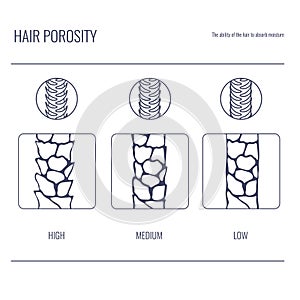 Hair porosity types chart of low, normal, high porous strand in line style