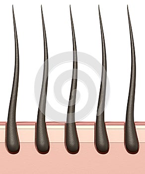 Hair Roots Cross Section