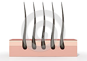 Hair Roots Cross Section photo