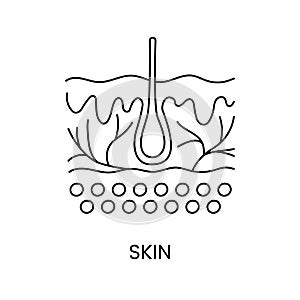 Hair in skin layers line icon in vector.